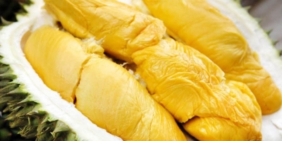 Sầu riêng Khánh Sơn: Loại quả ngon lành du khách nhất định phải thưởng thức ít nhất 1 lần