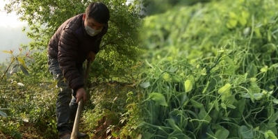Trồng cây rau sâm đặc sản, nông dân Lào Cai thu hoạch mỏi tay, kiếm lời 2 triệu/tuần