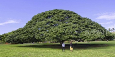 Chuyện thật như đùa về cây me tây khổng lồ 'hái ra tiền' ở Hawaii