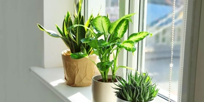 10 loại cây xanh nên đặt trong phòng riêng để có giấc ngủ ngon hơn