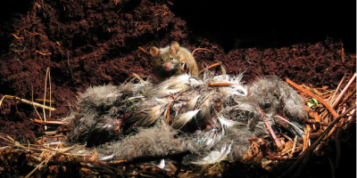 Bị bỏ lại trên đảo hoang 200 năm, chuột nhà bỗng hóa động vật 'khát máu'