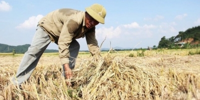 Tâm sự xúc động của con gái: 'Bố tôi là nông dân, tôi tự hào về điều đó'