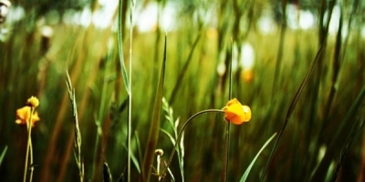'Cây cỏ không vô tình': 4 phẩm giá cao quý mà ta nên học từ chúng