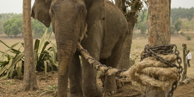 Dây xích nhỏ con voi to - Câu chuyện là một bài học thâm thúy mà ai cũng nên biết