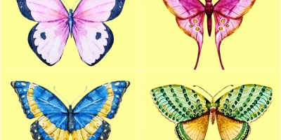 Trắc nghiệm: Chọn con bướm yêu thích để biết bạn là người như thế nào trong mắt những người khác