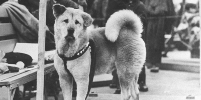 Chuyện ít biết về chú chó Hachiko với hành trình chờ chủ 10 năm ở sân ga 