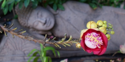 Cây Sala là cây gì và có ý nghĩa gì đối với Phật giáo?