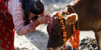 Ấn Độ tổ chức cuộc thi 'khoa học về bò' cấp quốc gia nhằm thúc đẩy tinh thần bảo vệ loài vật linh thiêng