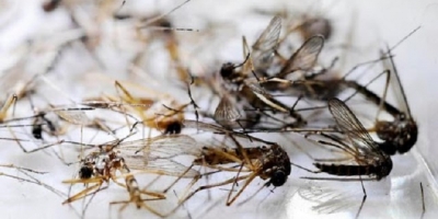 Ngôi làng ở Philippines đổi gạo lấy muỗi chết