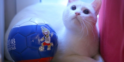 Vì sao mèo lông trắng Achilles được chọn làm 'nhà tiên tri' EURO 2020?