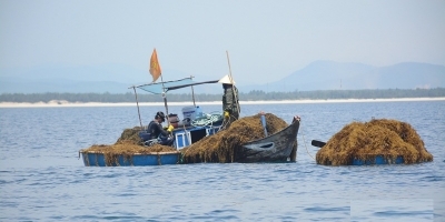 Người dân xứ Quảng 'cược tính mạng' lặn biển kiếm tiền từ loại cây mọc sâu 10 mét