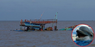 Ly kỳ chuyện đàn cá heo chắn mũi tàu chỉ đường cứu 41 ngư dân xứ Quảng thoát khỏi “lưỡi hái” của thủy tề