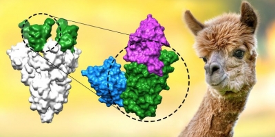 Phát hiện kháng thể siêu nhỏ trên lạc đà Alpaca chặn được biến chủng Delta