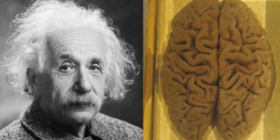 Hành trình chu du ly kỳ như trong phim của bộ não thiên tài Albert Einstein
