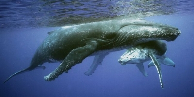Cá voi lưng gù - 'thần hộ mệnh' có trái tim thuần khiết, dám đại chiến với 'hung thần' đại dương để bảo vệ các loài khác