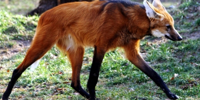 Kỳ lạ giống chó chân dài 1 mét nhưng bị gọi là sói, chỉ thích ăn trái cây và rau củ