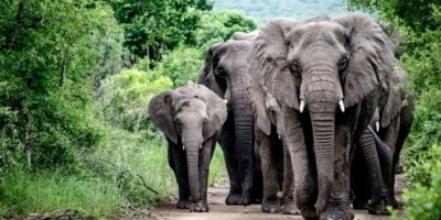 Xúc động đàn voi đi bộ hơn 12 tiếng ròng rã để tham dự đám tang người đã từng nuôi dưỡng mình
