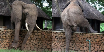Siêu hài hước: Đàn voi 'rón rén' rủ nhau vào tận khu resort để trộm xoài