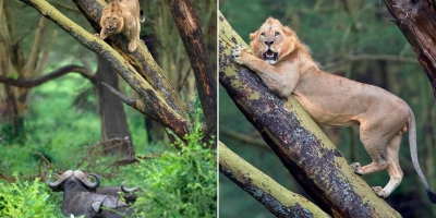 Chúa tể sơn lâm ‘xưa’ rồi: Sư tử khép nép trên cây khi bị hơn 100 con trâu rừng châu Phi truy đuổi