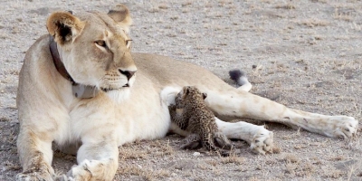 Góc đáng yêu: Sư tử cưu mang, chăm sóc báo hoa mai con như con đẻ