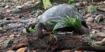 Di chuyển chậm chạp, rùa khổng lồ Aldabra vẫn hạ gục loài chim 'siêu tốc độ' chỉ trong một nốt nhạc