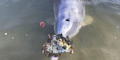 Chú cá heo siêu đáng yêu thích mang quà ‘đại dương’ lên tặng con người để đổi lấy đồ ăn