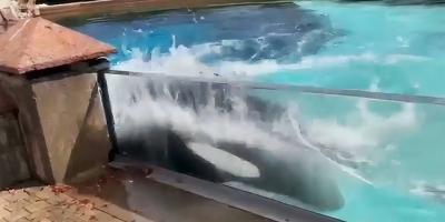 Cá voi sát thủ liên tục đập đầu vào bể nước vì phải sống cô độc suốt 10 năm