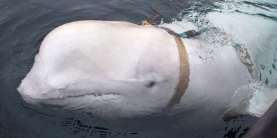 Hy hữu: Cô gái rơi điện thoại dưới biển, được chú cá voi tốt bụng nhặt lên trả lại