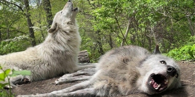 Bậc thầy lười biếng: Chó sói mê ngủ đến nỗi không thèm dậy để 'hú'