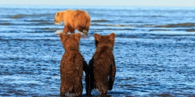 Rung rinh trước khoảnh khắc đôi gấu con chạm tay nhau, ngóng trông mẹ đi săn mồi về