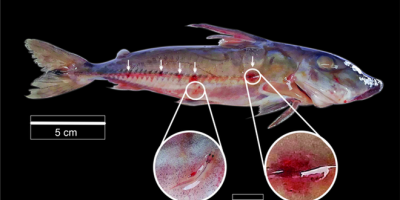 Giật mình trước hình dạng của loài cá hút máu khét tiếng vùng Amazon