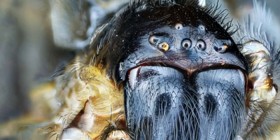 Hội chứng sợ nhện là gì mà sao nhiều người bị ám ảnh đến thế?