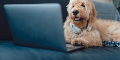 Chiếc smartphone kỳ lạ giúp cún cưng có thể tự gọi video call bằng cách lắc bóng