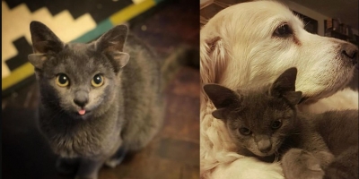 Kỳ lạ hình ảnh chú mèo bốn tai vô cùng xinh đẹp gây sốt mạng xã hội