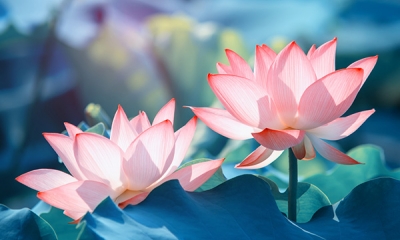 Ý nghĩa hình tượng hoa sen trong đạo Phật