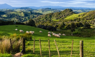 Bất ngờ với nghề lạ 'nâng cừu' kiếm tiền tỷ mỗi năm ở New Zealand
