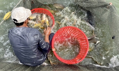 Anh nông dân hào phóng tặng 10 tấn cá đặc sản cho người dân ở khu cách ly, phong tỏa