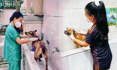 Nữ tình nguyện viên vượt qua nỗi sợ, đảm nhiệm việc chăm sóc cho mèo cho F0 cách ly ở TP.HCM
