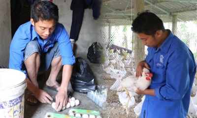 Anh nông dân Nghệ An tìm tòi nuôi gà Ai Cập siêu đẻ, mỗi năm đút túi nửa tỷ đồng