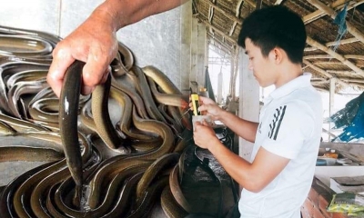 Áp dụng mô hình nuôi lươn không bùn, anh nông dân ở Đồng Nai thu trăm triệu một lứa