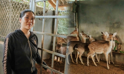 Nông dân Quảng Trị thử nghiệm nuôi hươu sao chỉ để cưa sừng, thu về cả trăm triệu đồng