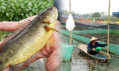 Kết hợp nuôi cá rô đồng chung ao với ếch, nông dân Hải Dương thu lãi trăm triệu đồng