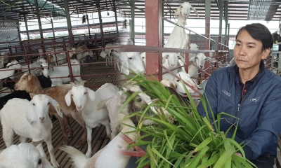 7x Ninh Bình thất nghiệp mùa dịch, về quê nuôi dê thảo dược béo mầm