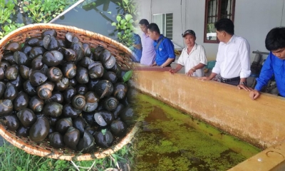 'Tỷ phú nông dân' tỉnh Vĩnh Long thử nghiệm nuôi ốc bươu đen đặc sản, sau 3 tháng thu lời lớn