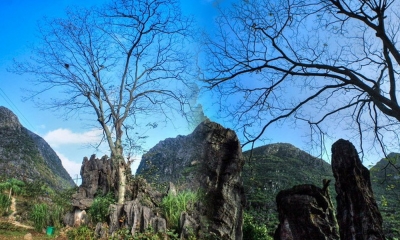 Bí ẩn cây thiêng Thài Phìn Tủng trên cao nguyên đá Đồng Văn ở Hà Giang