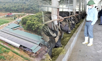 Đầu tư hơn 12 tỷ đồng nuôi trâu, nông dân Hà Tĩnh thu lãi vài tỷ đồng mỗi năm