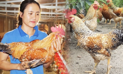 Từng bị dị nghị vì bỏ việc ổn định về quê nuôi gà, 8x Quảng Ninh trở thành 'vua gà' thu nhập tiền tỷ