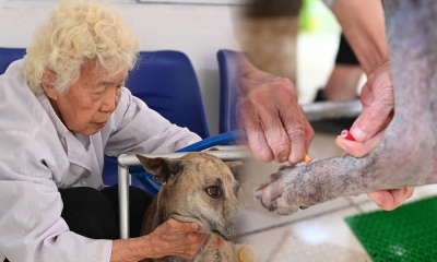 Phòng khám thú y cộng đồng miễn phí của cụ bà 90 tuổi: 'Bà làm công việc này hoàn toàn tự nguyện'