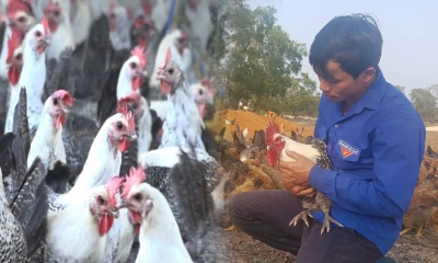 Kỹ sư IT tìm ra đam mê thực thụ là làm nông, về quê khởi nghiệp nuôi gà Ai Cập 