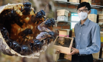 Khởi nghiệp nuôi ong dú dễ chăm, 9x Ninh Thuận thu lời tiền tỷ giữa mùa dịch